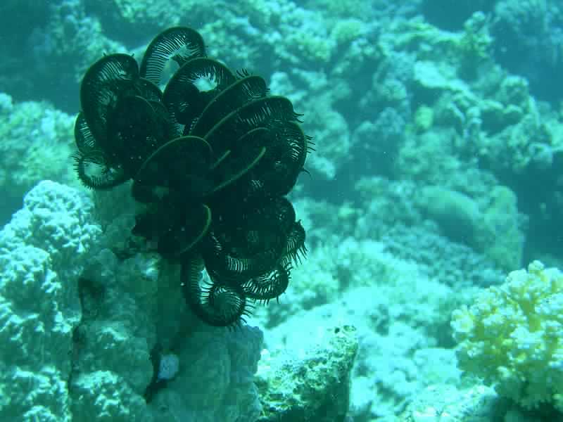 SAFAGA 07  2008 104.jpg